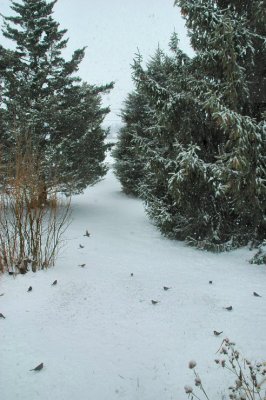 plenty of juncos