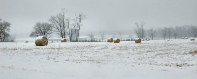 hay bales in snow storm