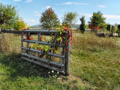 pokeweed, east