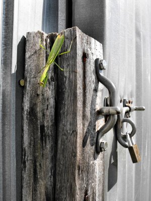 mantis at barn door