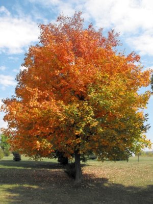 a maple