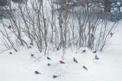 feedin' the birdies