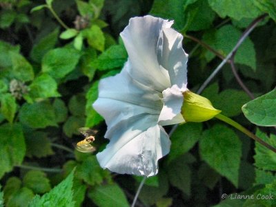 bee and wild morning glory