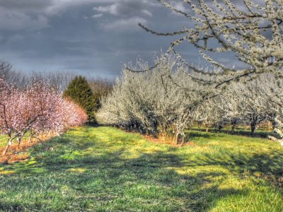 springtime orchard