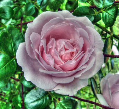 pink New Dawn rose