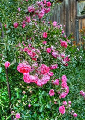 pink rambling rose