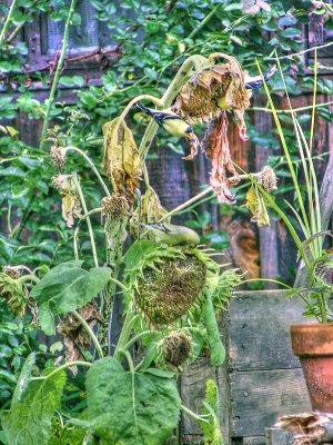 goldfinch, sunflowers