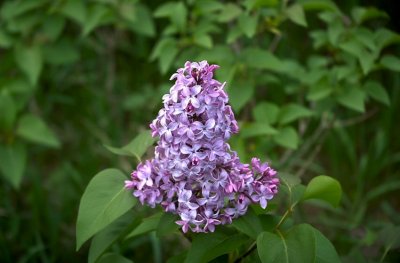 Lilac blossom, soft