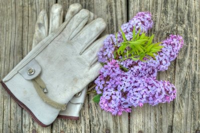 Dad's gloves with Lilac blossoms