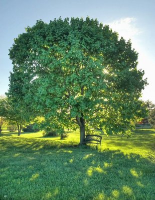 evening shade