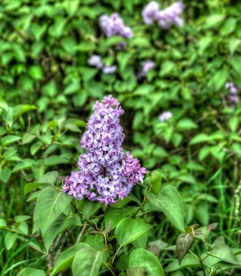 lilac blossoms