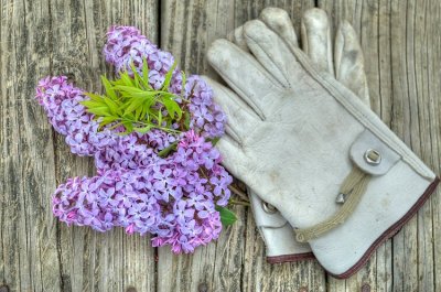lilac and gloves