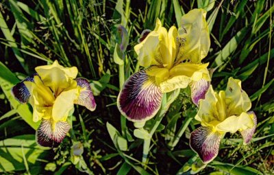 iris variegata, evening light