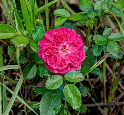rambling pink rose