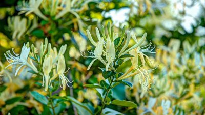 honeysuckle_2