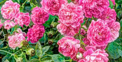 wonderfully pink rambling rose