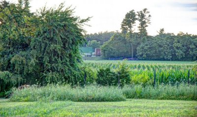 passing train, pasture bottom