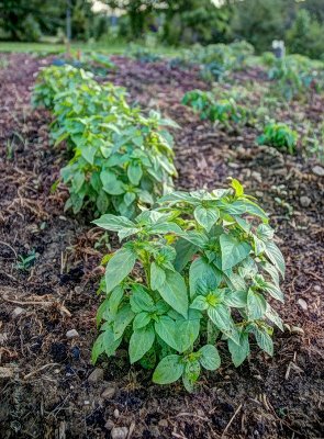 lemondrop basil