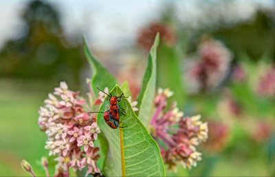 milkweed beetles on milkweed