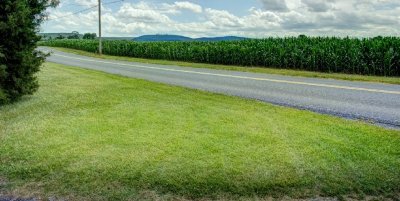 cornfield from driveway