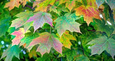 rainbow leaves