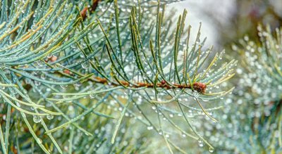 concolor fir after a shower