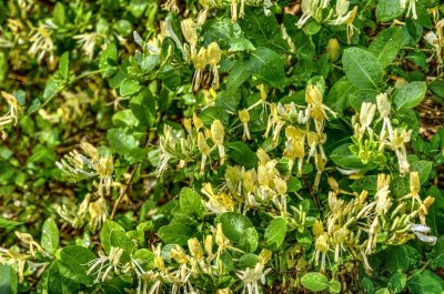 Honeysuckle