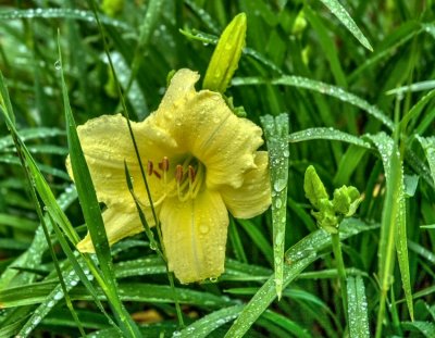 Yellow Daylily