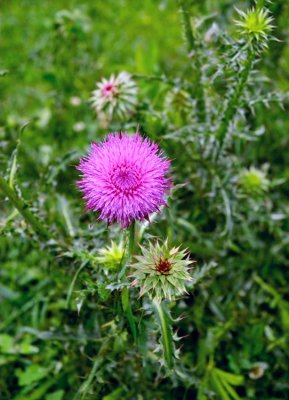 Thistle I