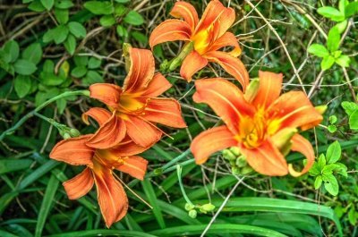 Orange Daylilies III