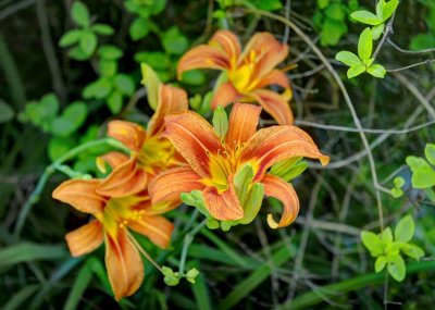 Orange Daylilies I