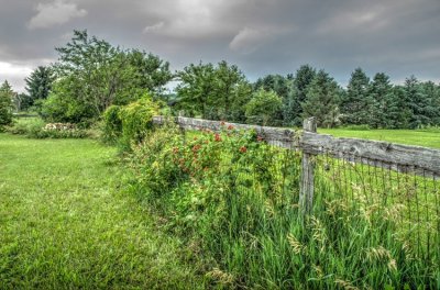 Southwest view, barnyard fence with black raspberries