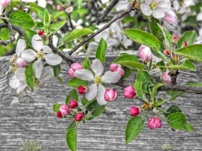 Apple Blossom Time