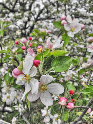 Apple Blossom Time_2