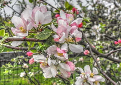 Apple Blossom Time_3