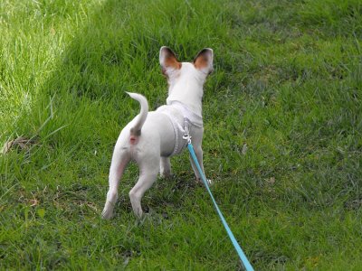 on the sock harness