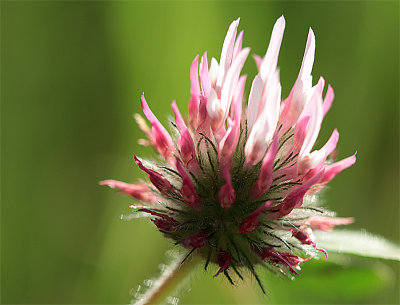 Clover_2608.jpg