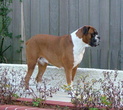 Rafiki on patrol.jpg