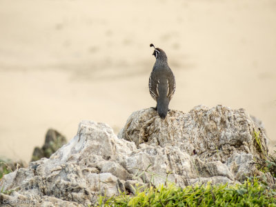 California Quail