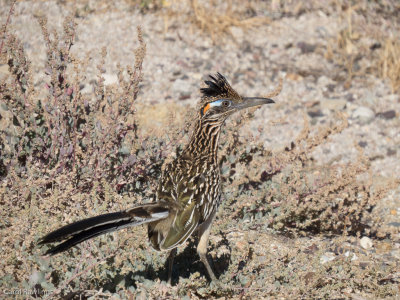 Road Runner