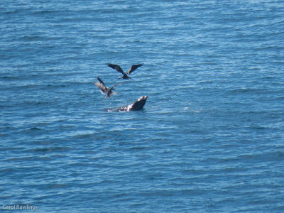 A sea lion trying to keep his catch