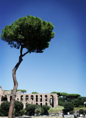 IMG_5847s - ROME - Umbrella Tree