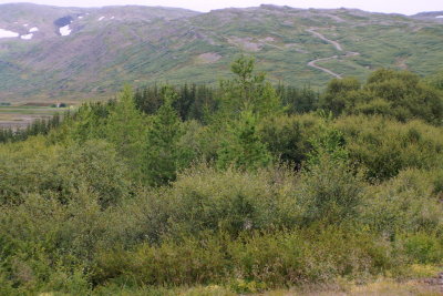 Góður sumar vöxtur og Töglin í baksýn.