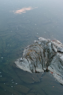 Sleeping bulldog with giant koi