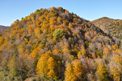 Last Tree Changing