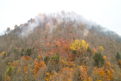 Taking the Last Boughs