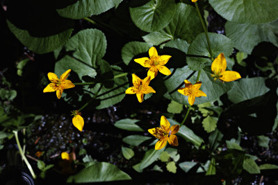 Neverland Weeds at the Bog