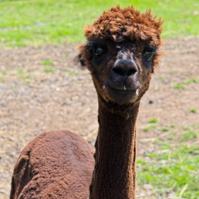 Coco Alpaca - Brier Wood Farm