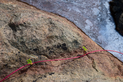 Fundy Red Vine - Sandy Cove, Bay of Fundy