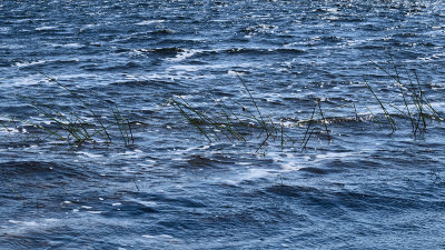 Lake Midway Reeds